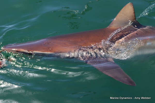Bronze whaler shark, South Africa